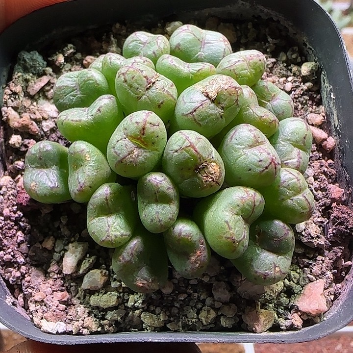 石***！哈哈哈哈哈哈哈哈哈哈803