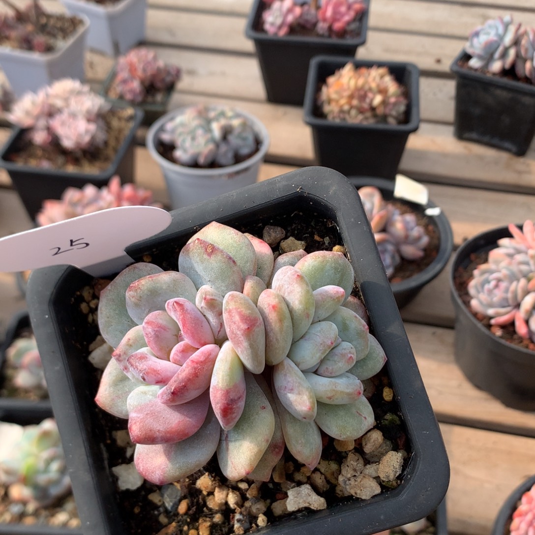 7.5厘米阴阳脸星影石化 25