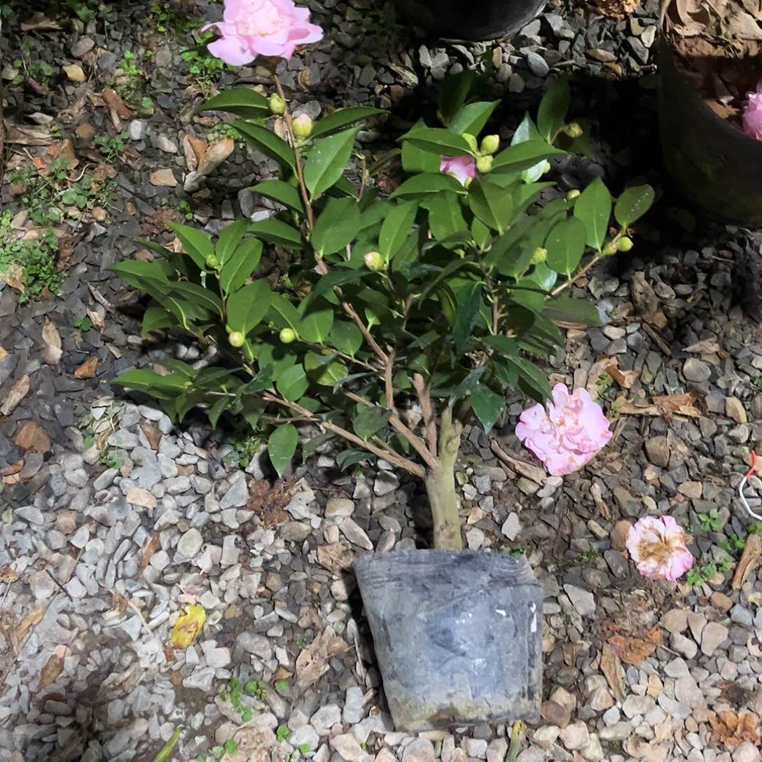 大部分花苞少量开放