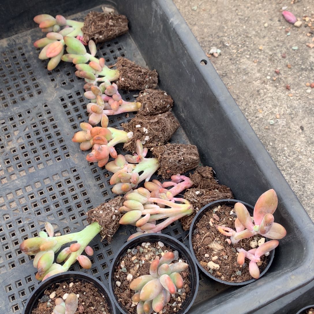 11颗芒果奶无售后