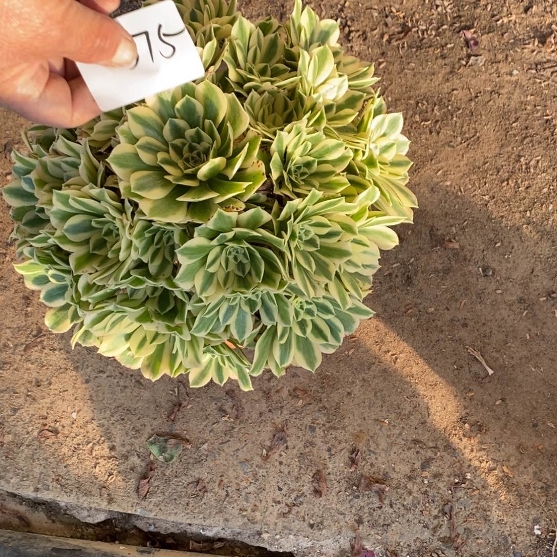 不开花植物375号迈巴赫缀化1颗多肉