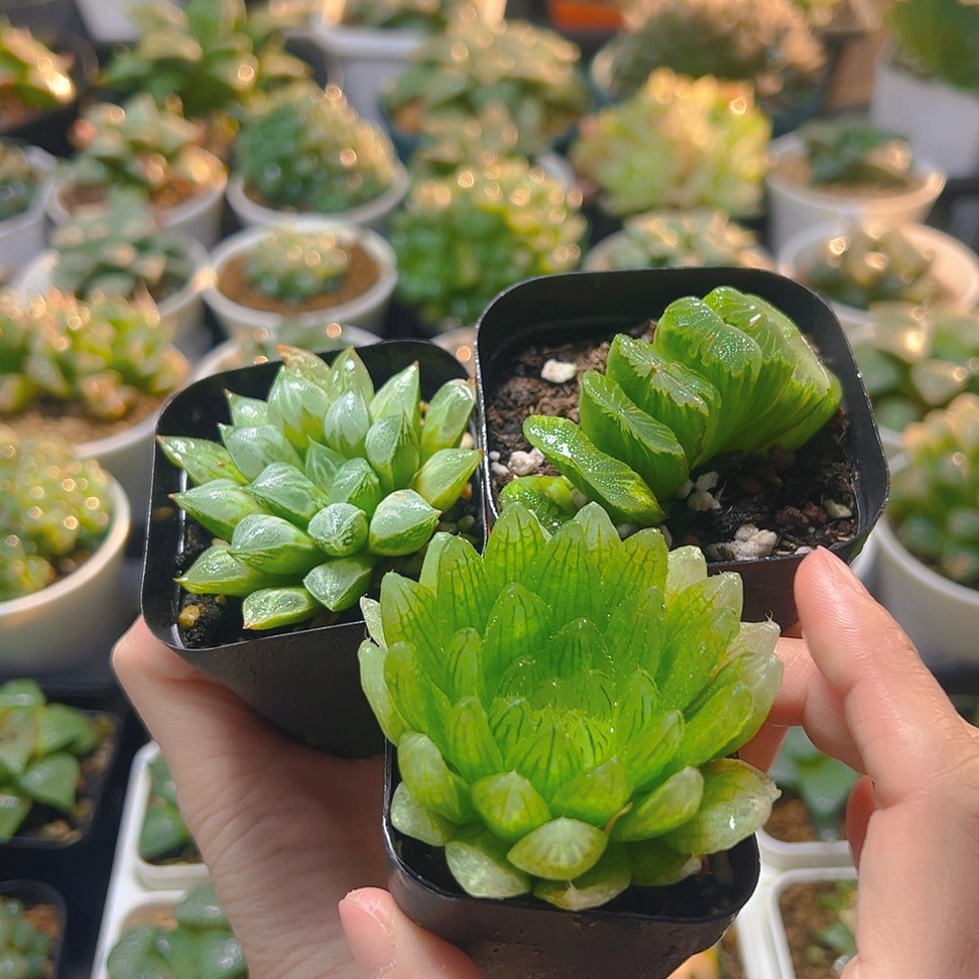 爱心寿+樱水晶+玉扇多肉多肉