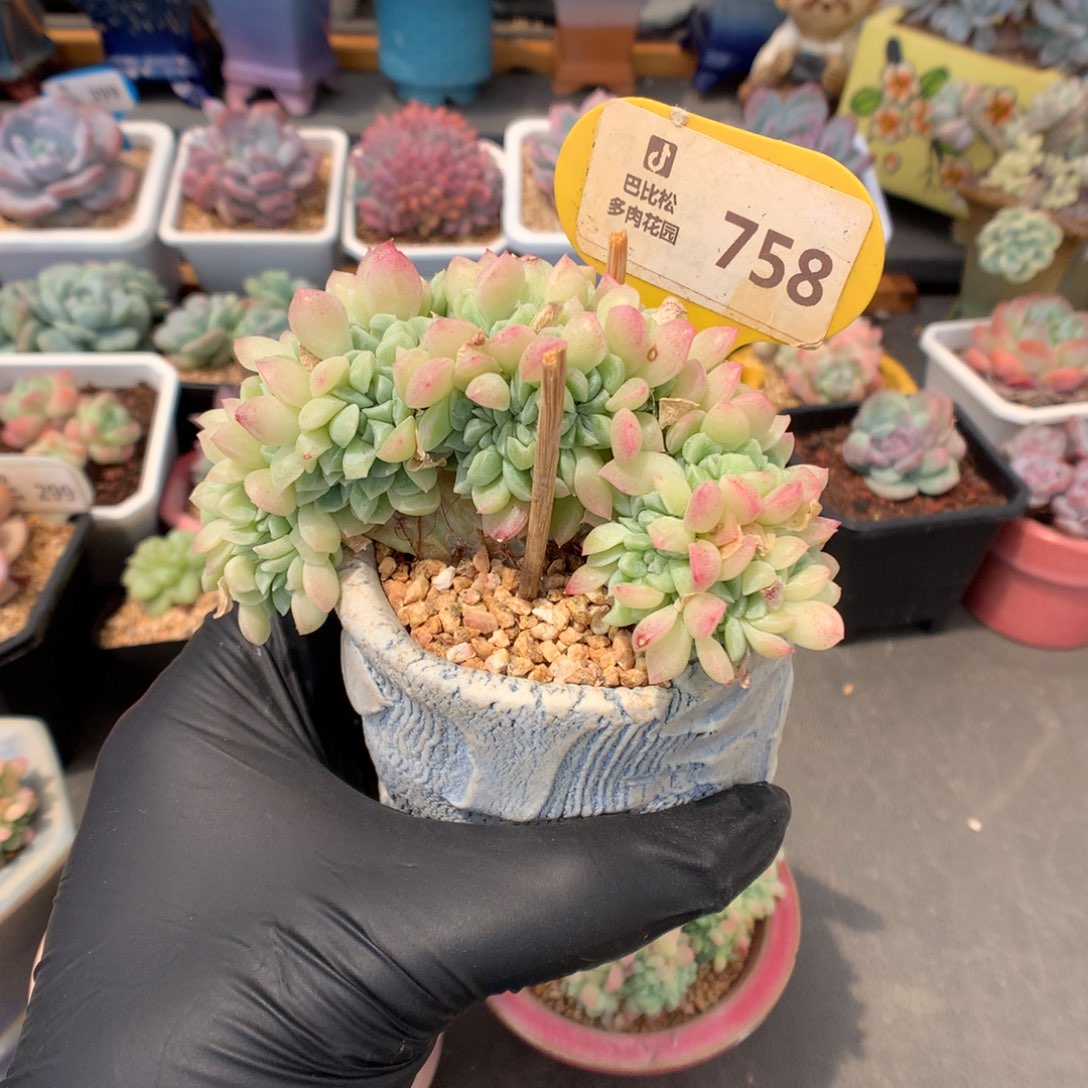 菁***菁758 奶油美人缀多肉