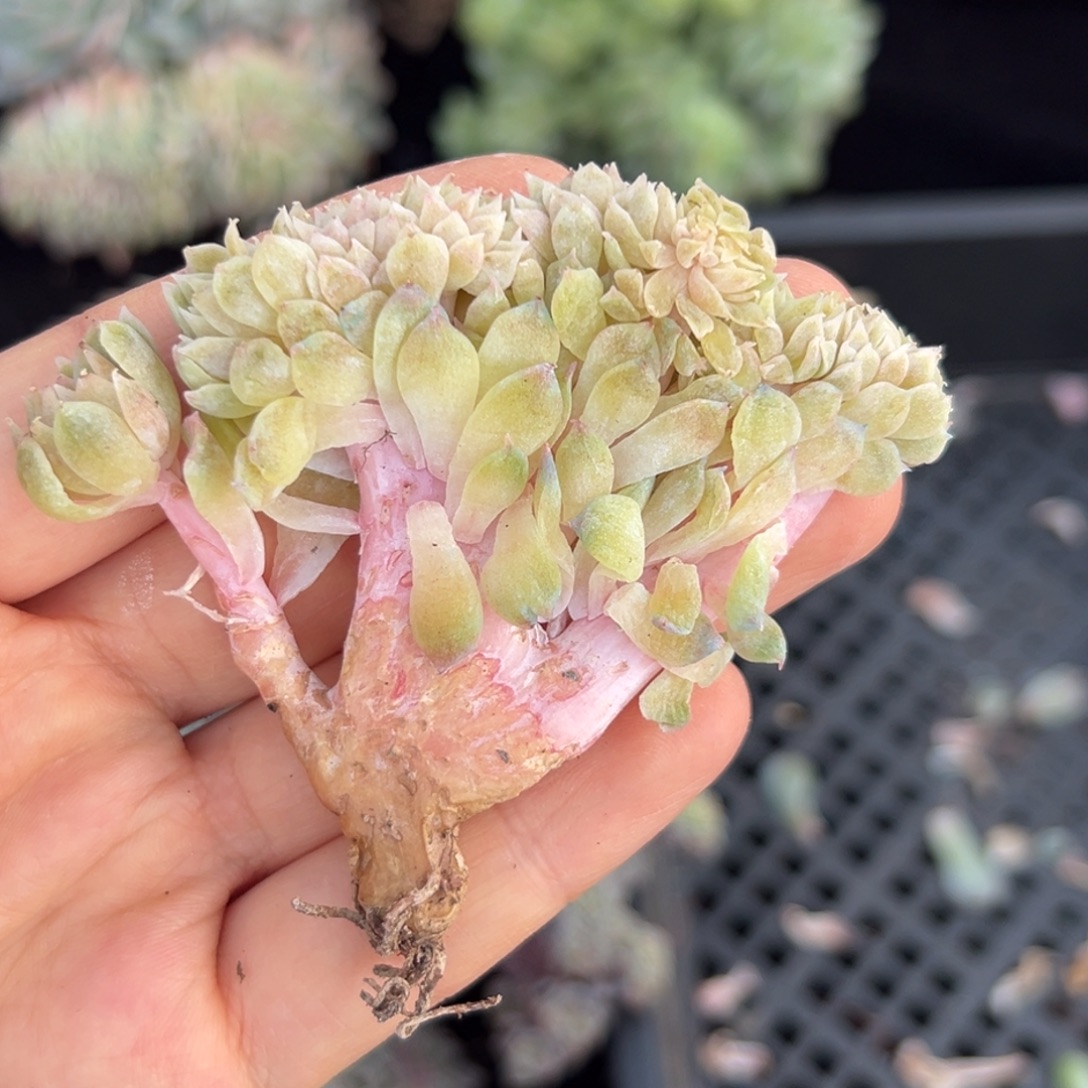 新年快乐 新年快乐