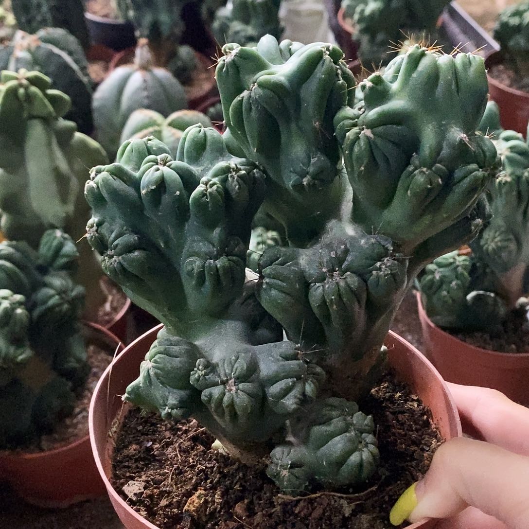 花花草草花花草草