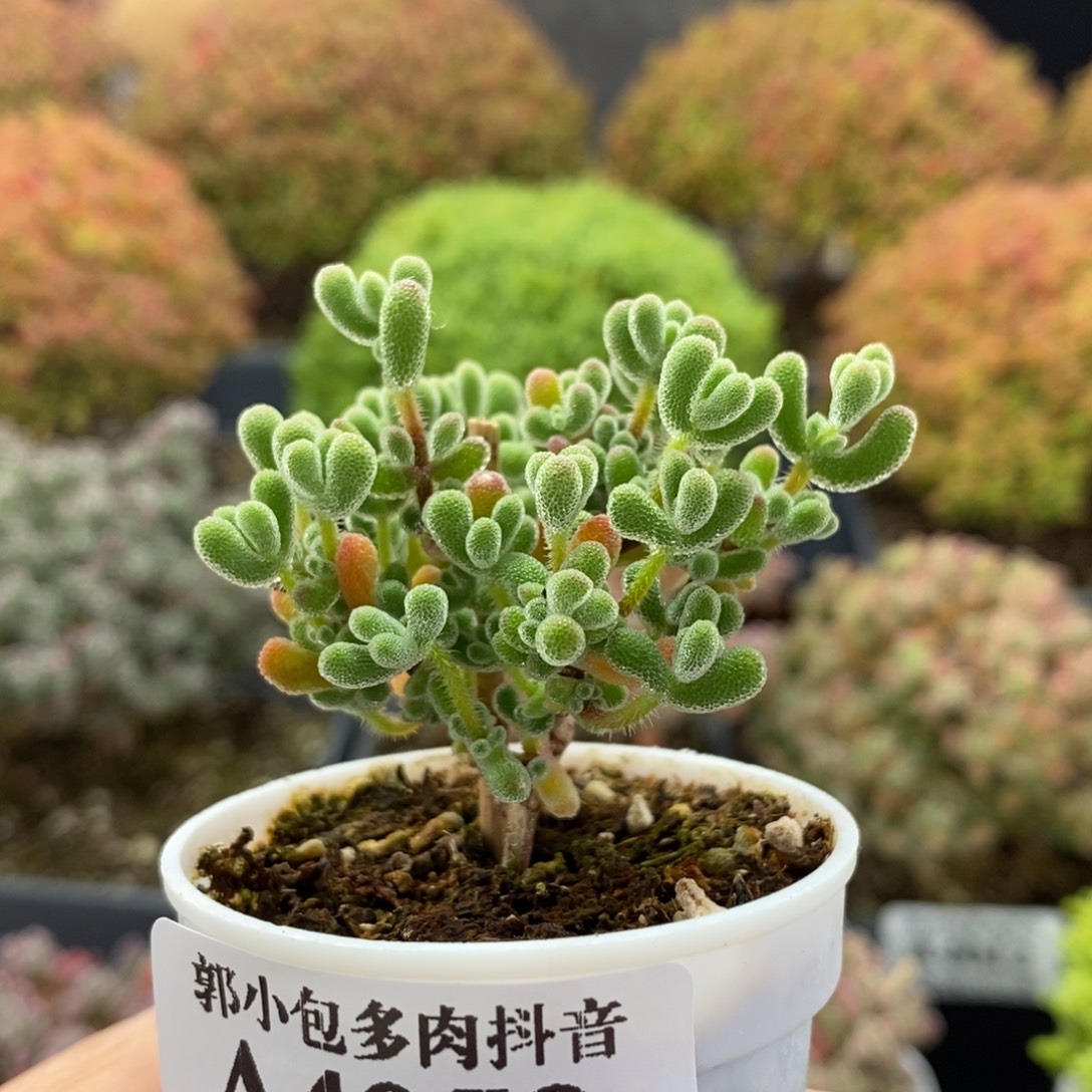 小星星4059枝干番杏