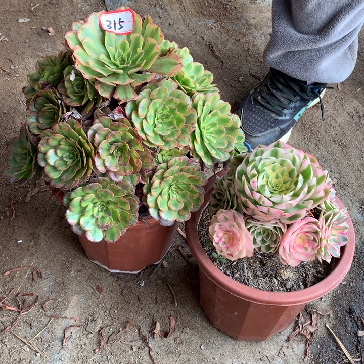 无***欢不包损315.316号黄花梨倾城