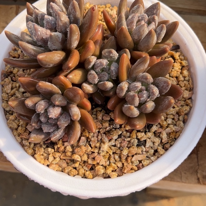 黑加仑 群生 夏鸣园艺