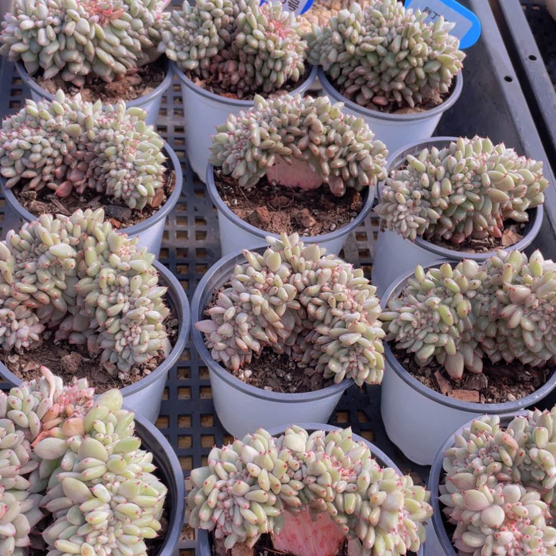 量拍15号 胖丁缀化一个