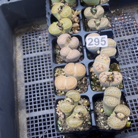 295生石花10棵如图东北不拍货