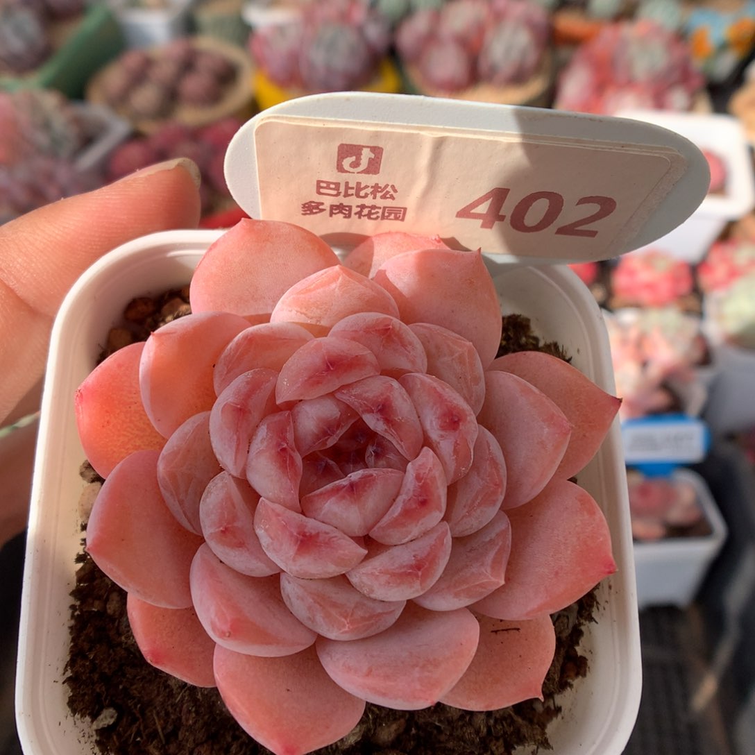 402冰魄多肉植物