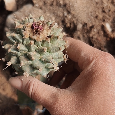 2405赤花胶仙人球