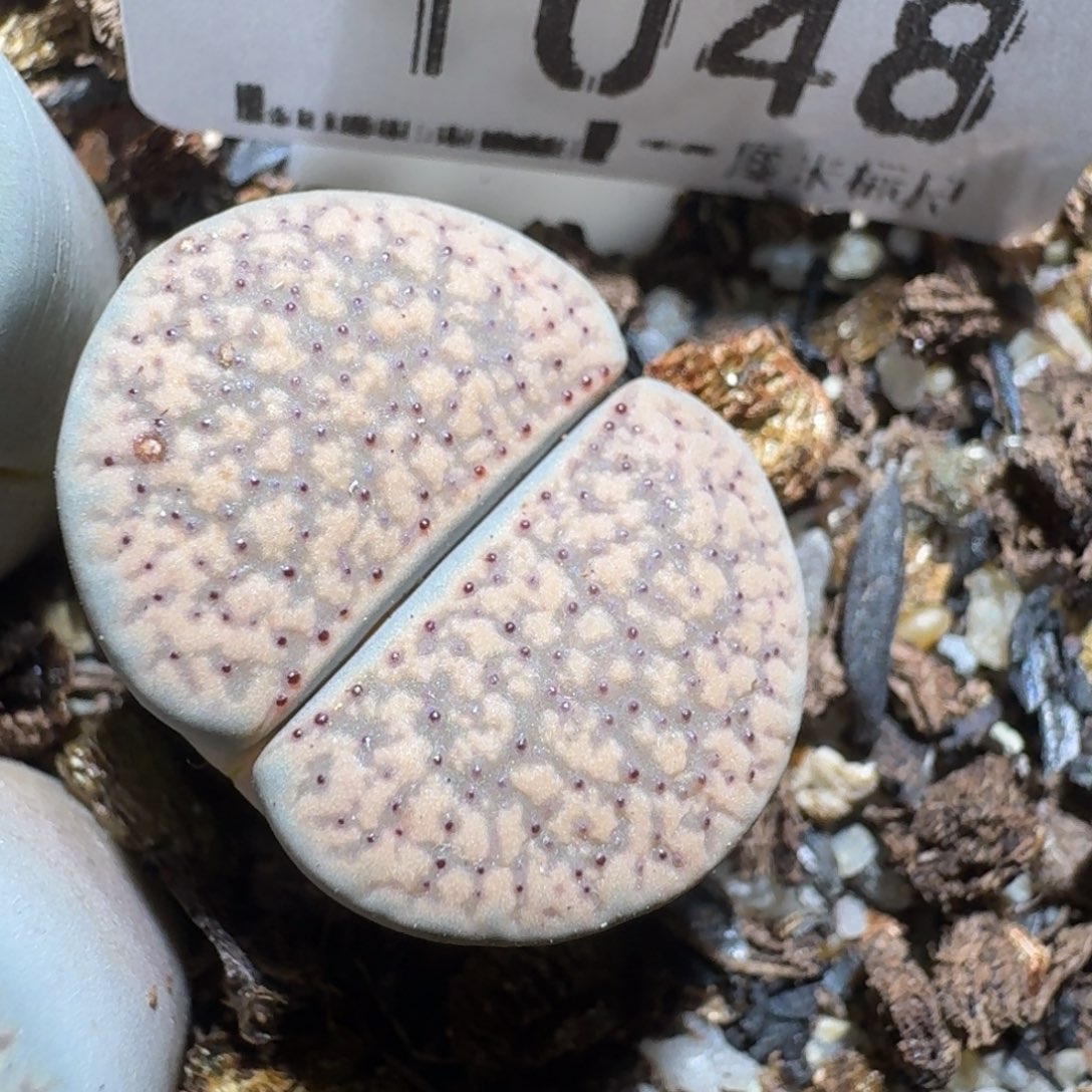 zzzz好货也清仓1048