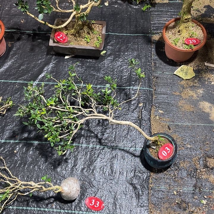 静***心无花朵Djgfjhchkgfjjfhi