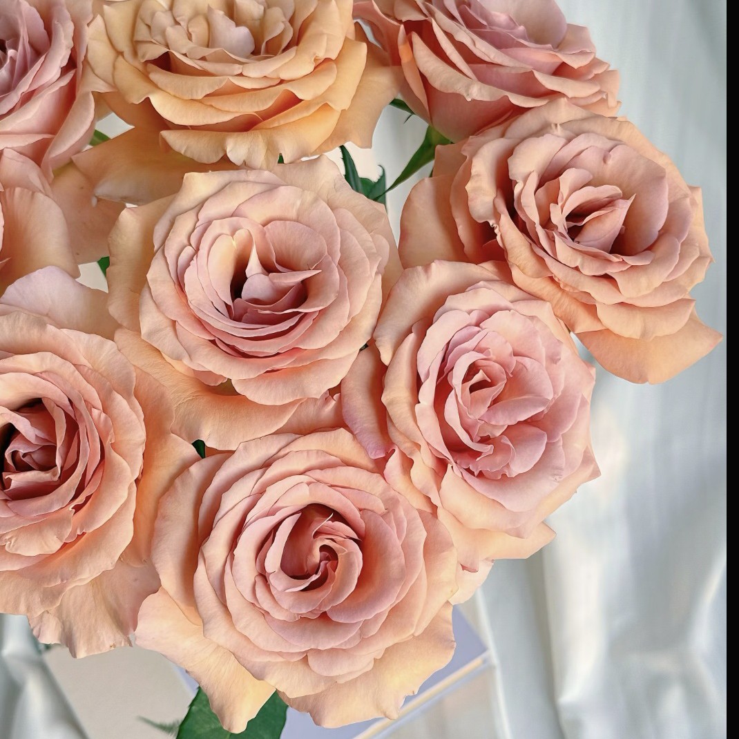 【莫伯】不拍保温棉冻损不售后玫瑰花沈阳晓全花行