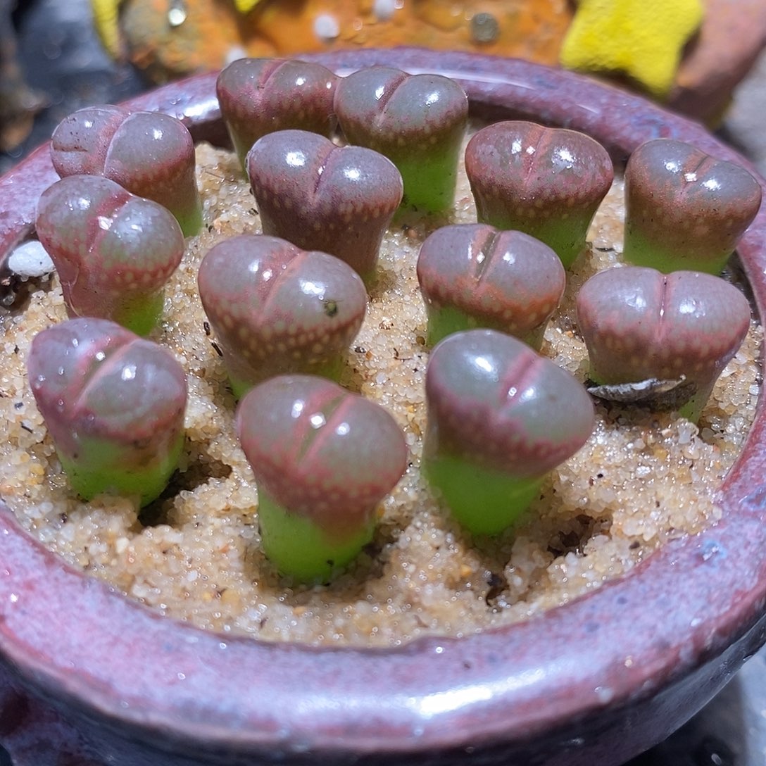 c10风铃3颗一组。         