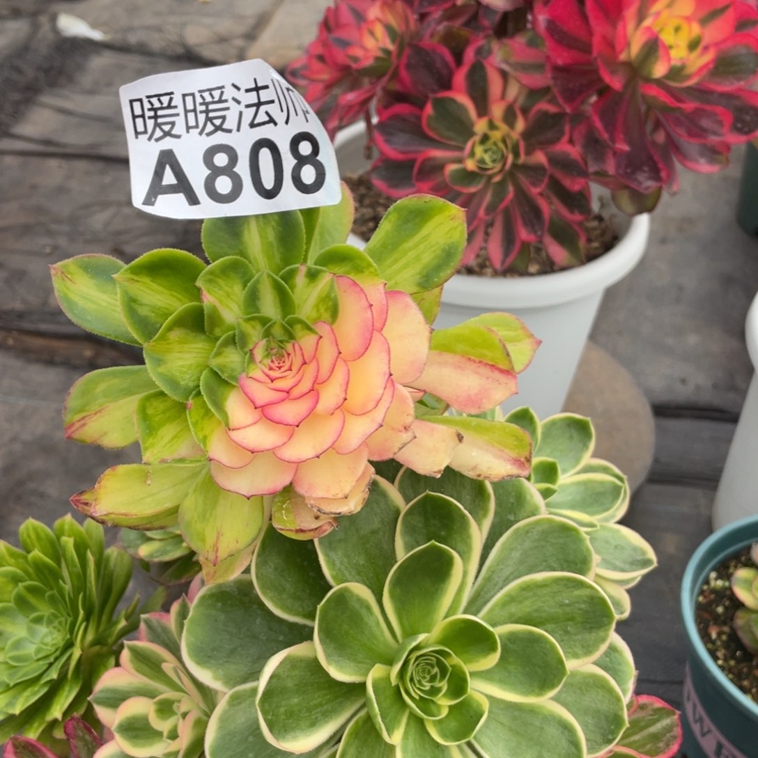 紫砂茶杯敲**花808个哥哥哈哈哈哈回家