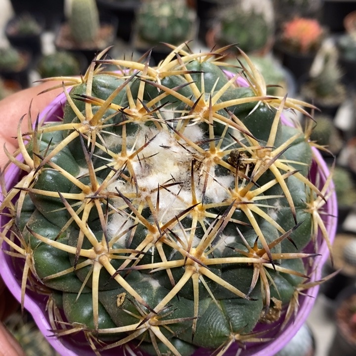 实生中号天丝象牙