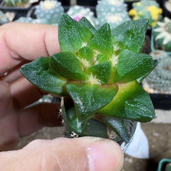 福利苗接大尤龙角0761