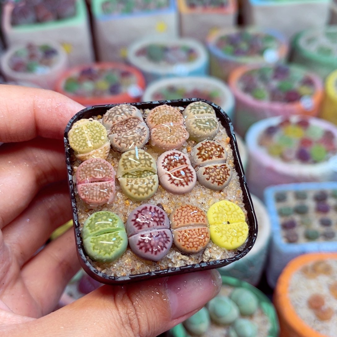 119。8888888888888888