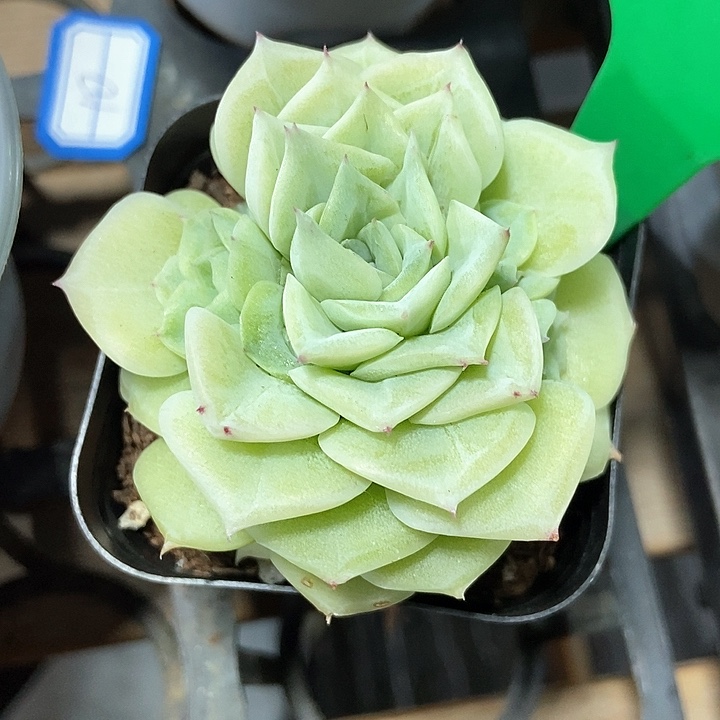 多肉植物白天鹅1001