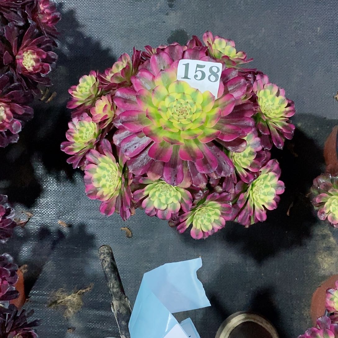 '*维娜斯158多肉法师植物