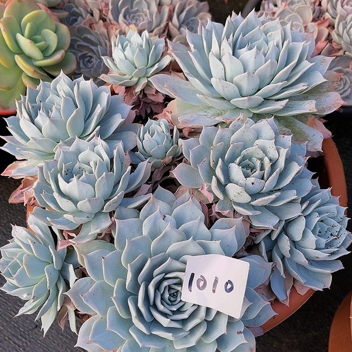 莲*薄叶蓝鸟1010