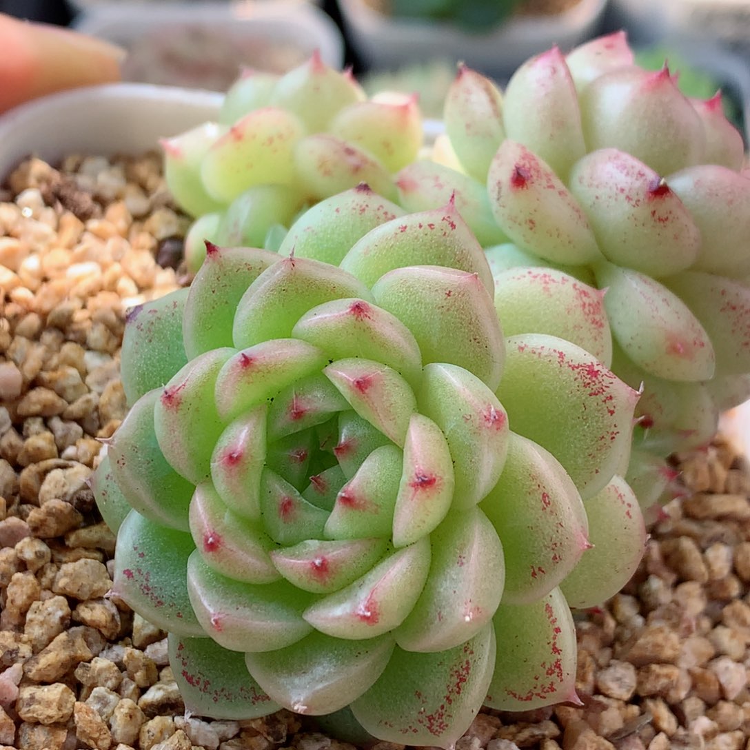 127麦秆58包邮  群生不包整 