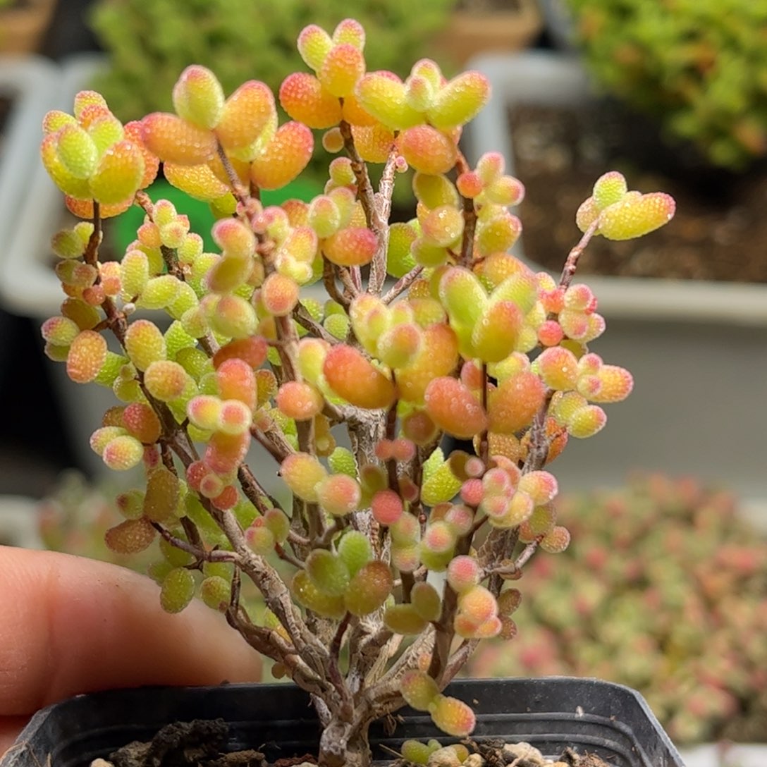 1626金桔优选枝干