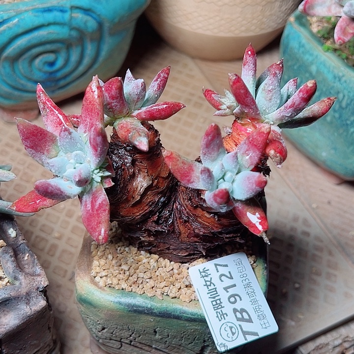 9127海瑟拇指仙女杯多肉