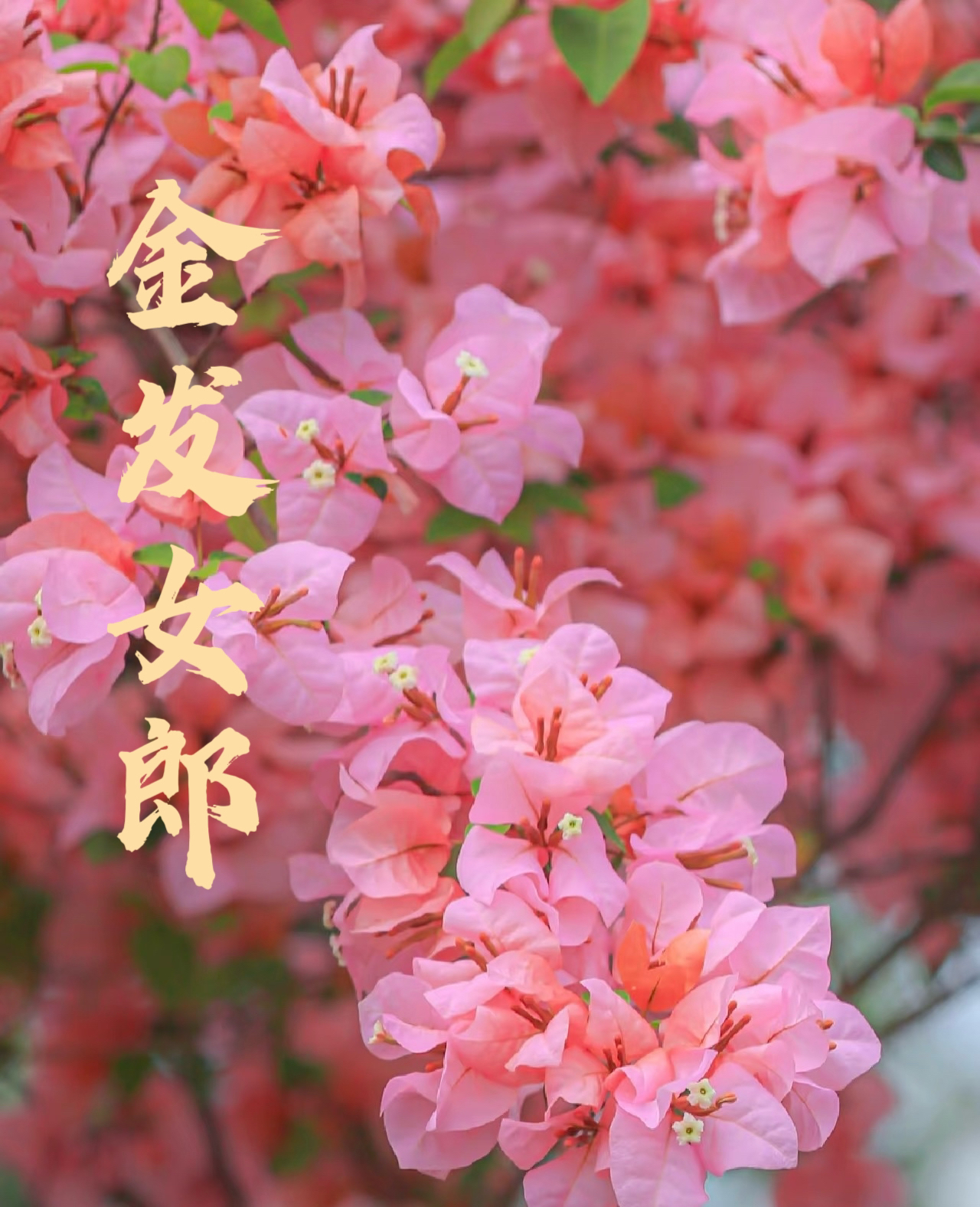 【金发女郎】三角梅带花盆栽四季花卉庭院爬藤阳台景观