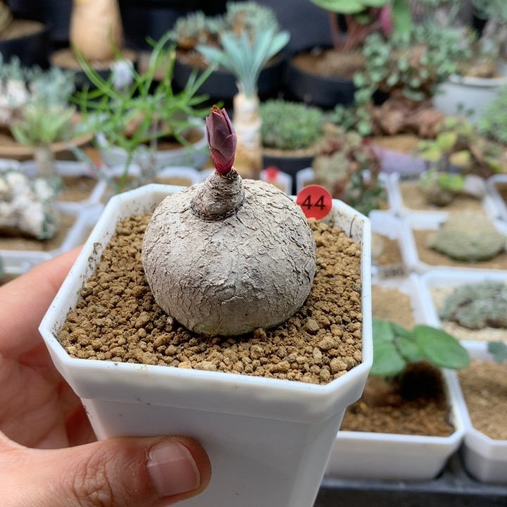 玫瑰大戟多肉带盆