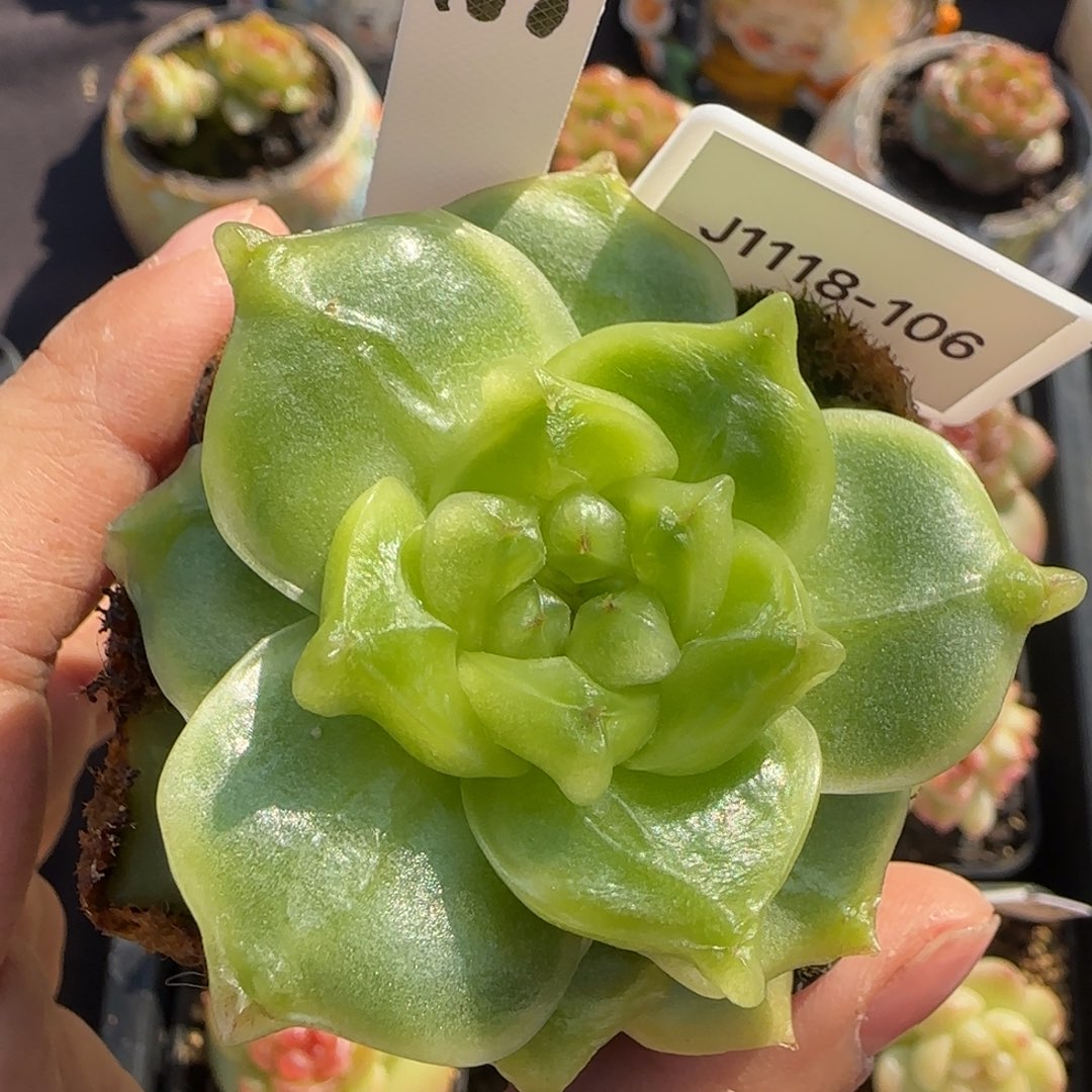 ****兽106号珍妮石化连盆土多肉