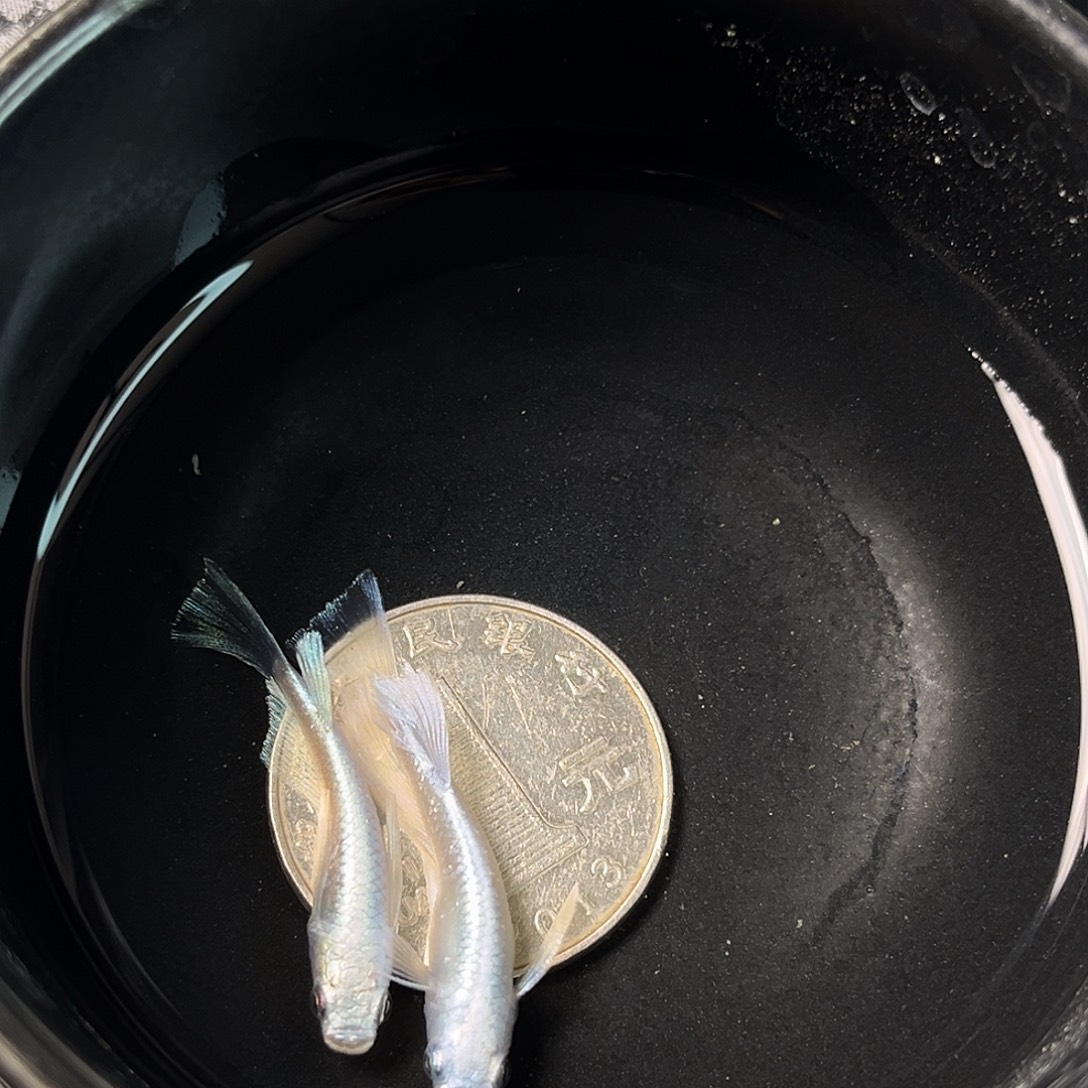 青鳉鱼长鳍天使两条5号