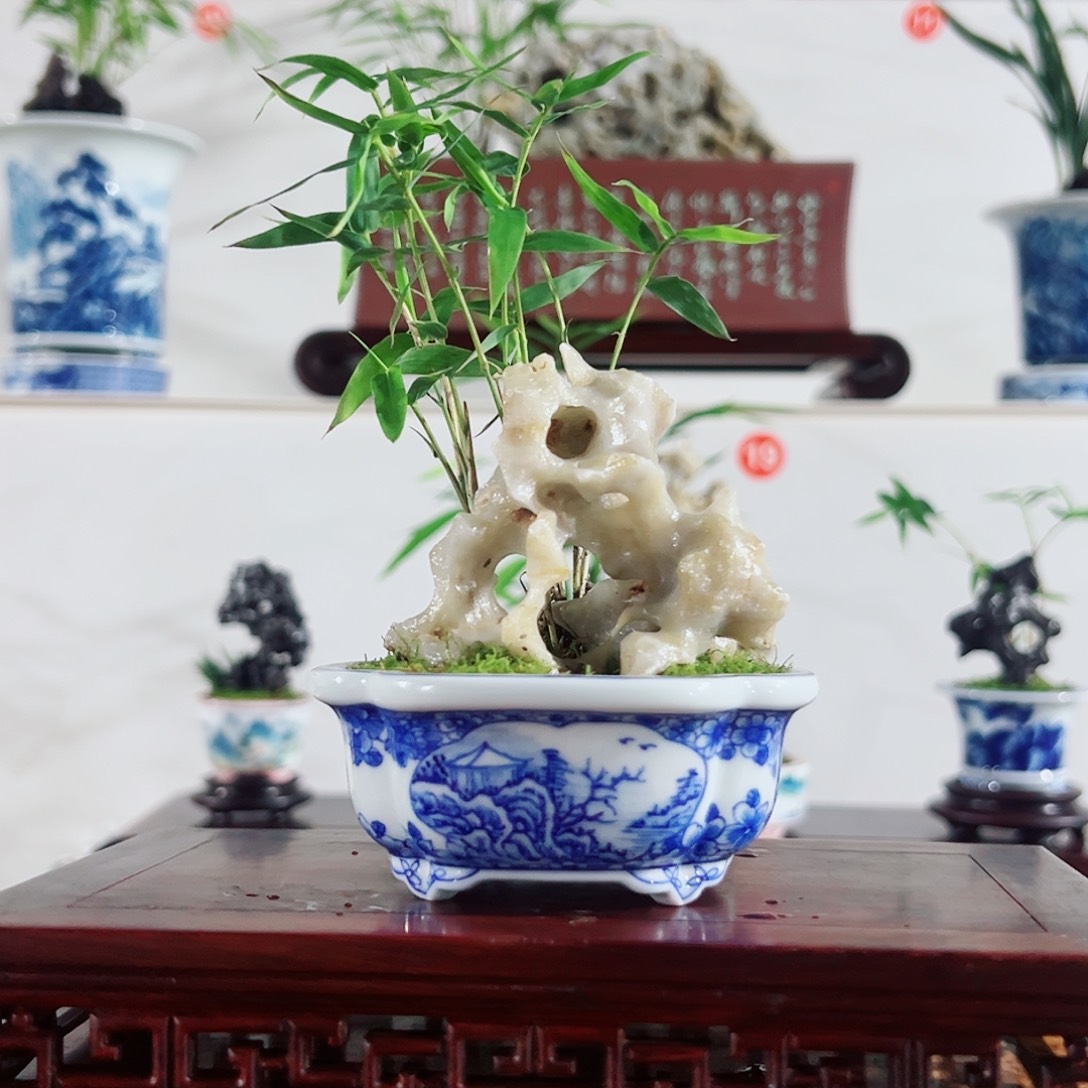 故***我无花朵盆景，凤尾竹，玲珑石