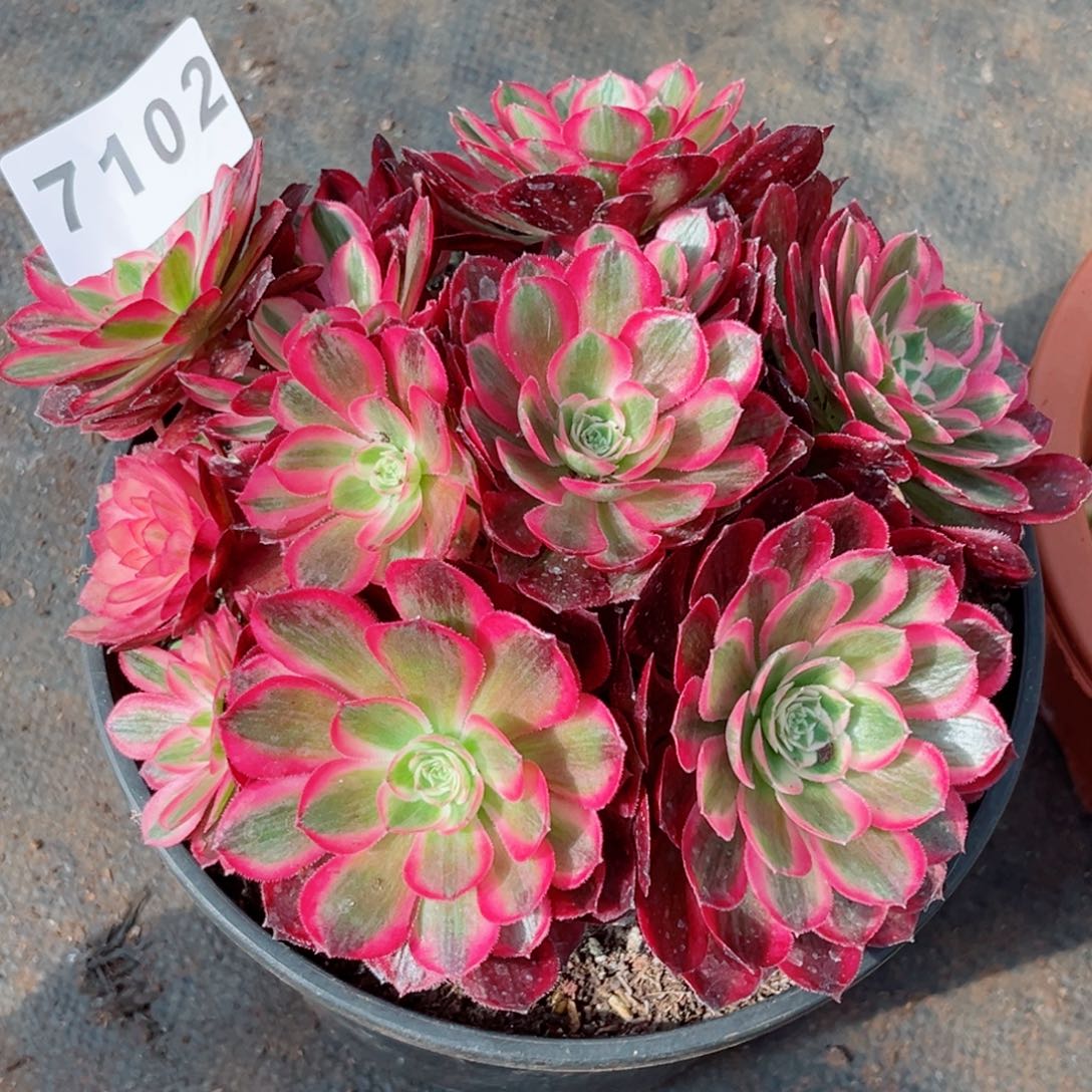 新品孔雀翎多肉发货