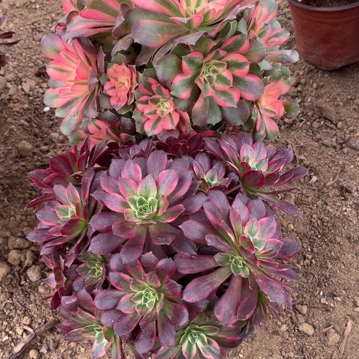 无花朵328组合无售后多肉植物