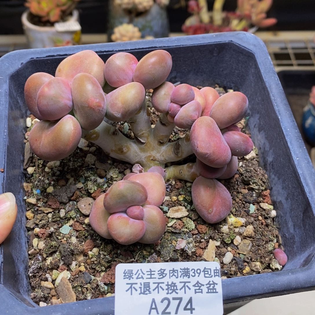 274芒果奶kk奶多肉8c m