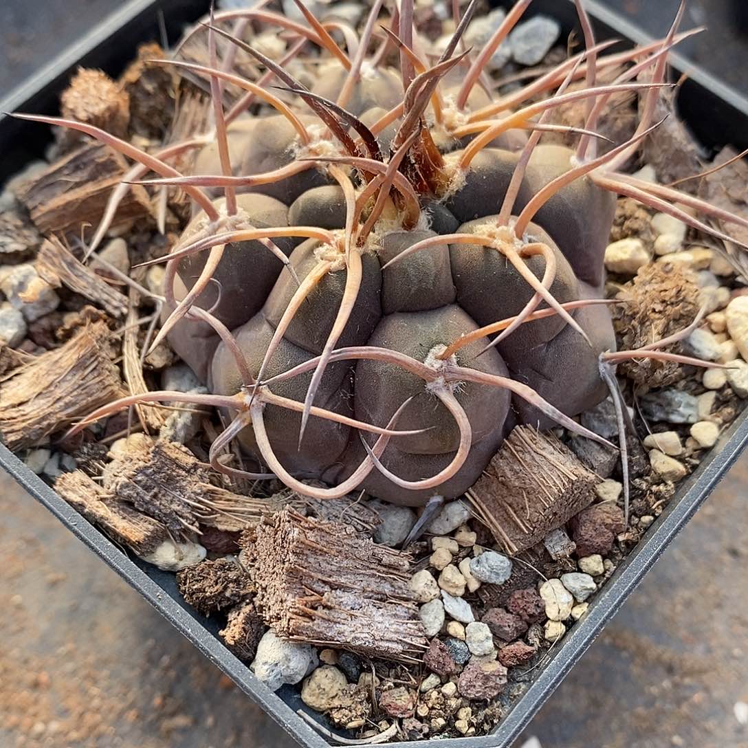 实生  守金摩天龙5.5公分左右一物一拍