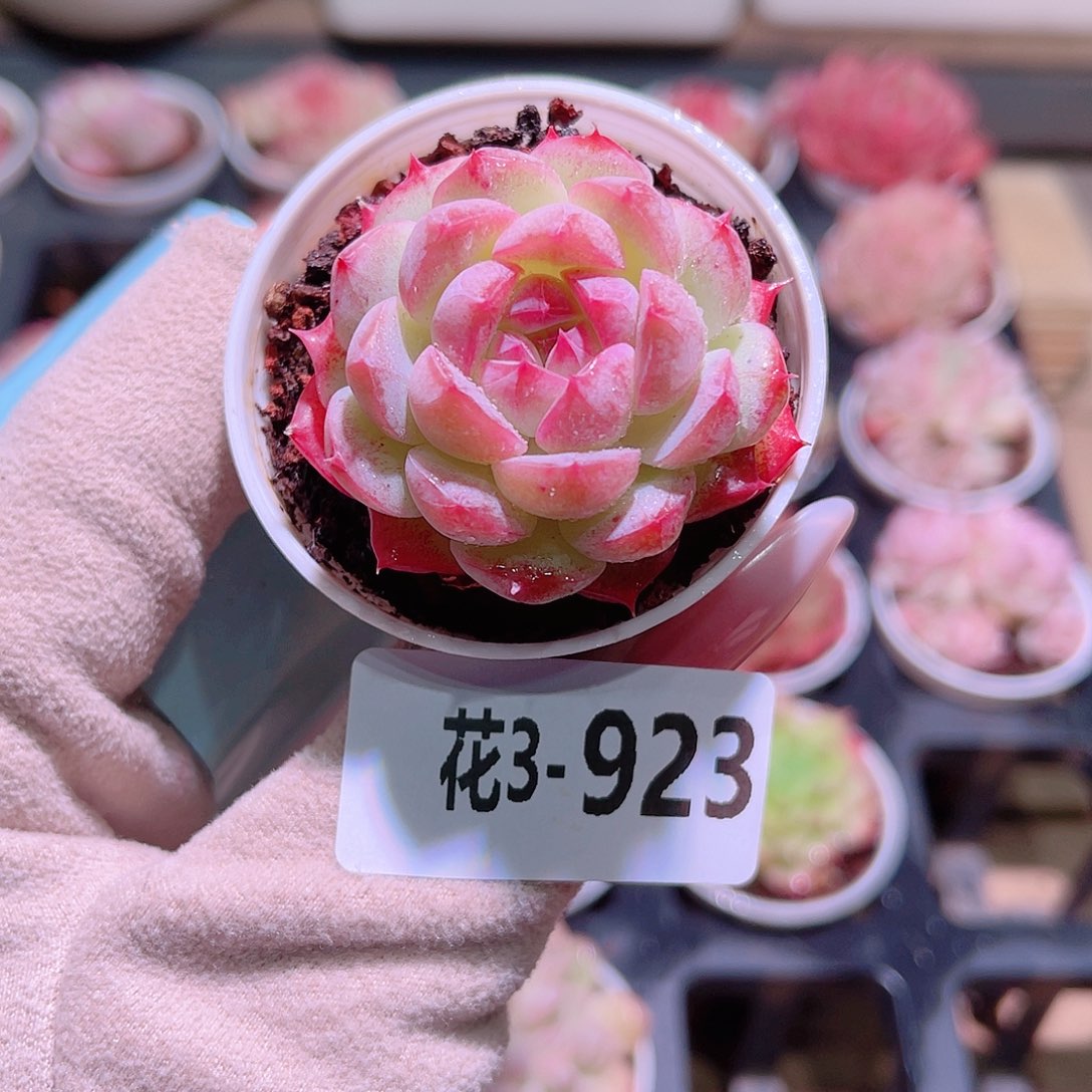 花利美3-923新品