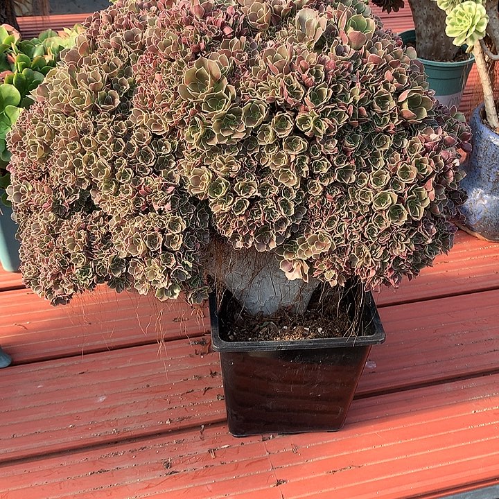 微瑕玫瑰朵朵脱土发货啊