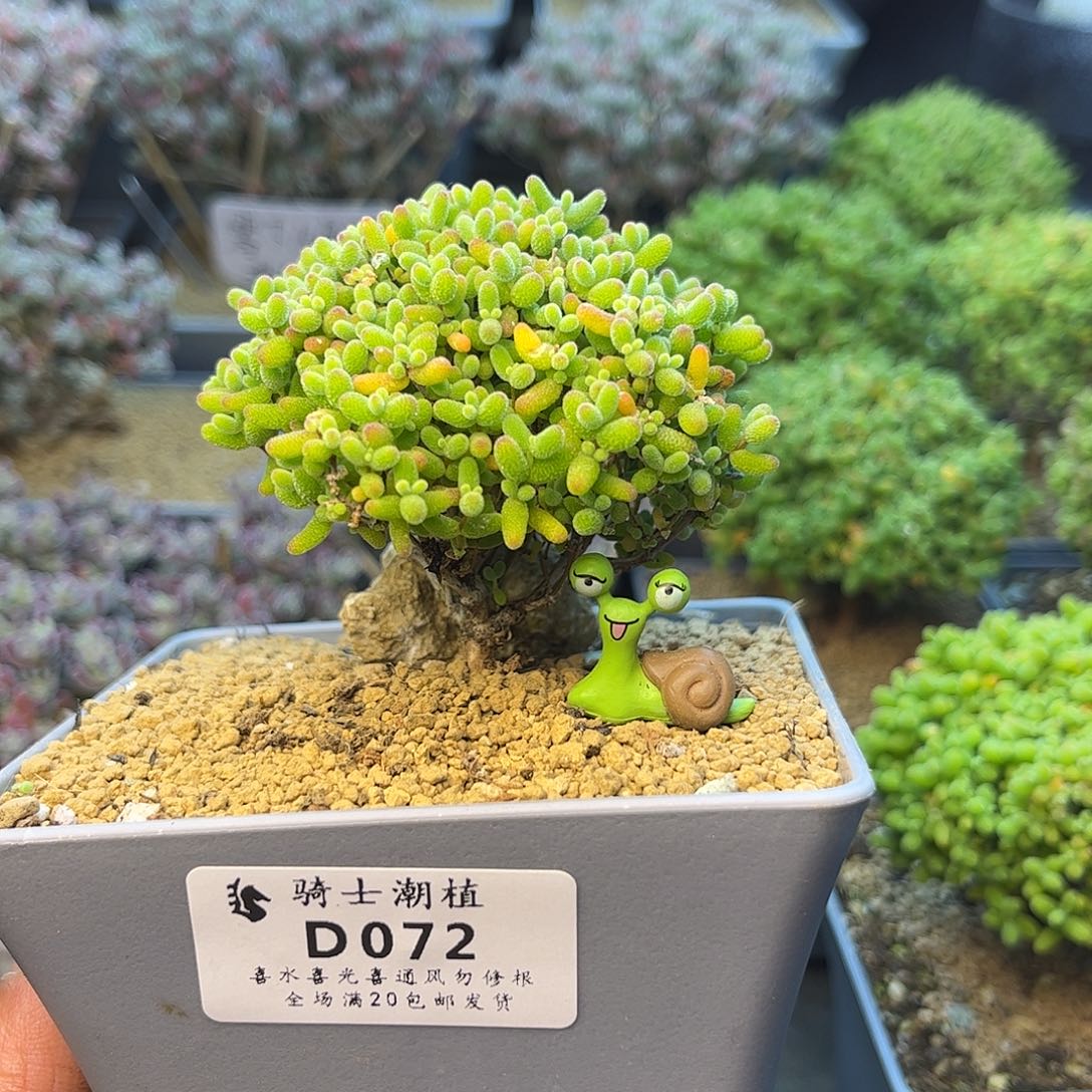 072蜜橘糖球枝干多肉