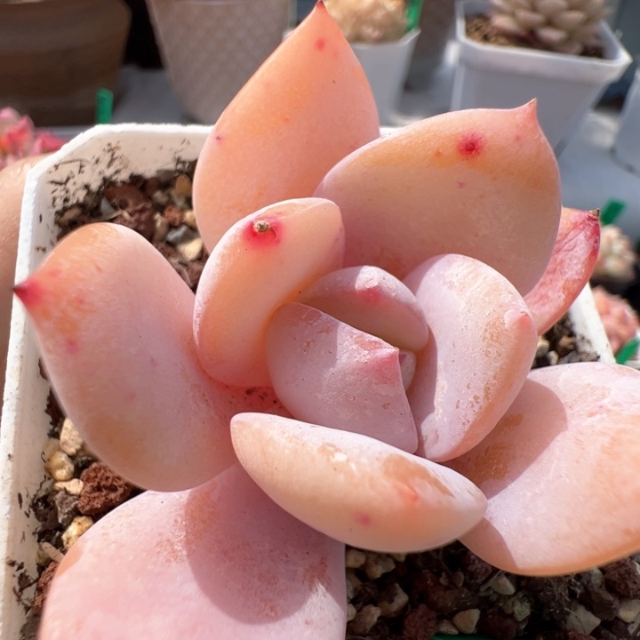 153 糖心杂 冠幅7厘米