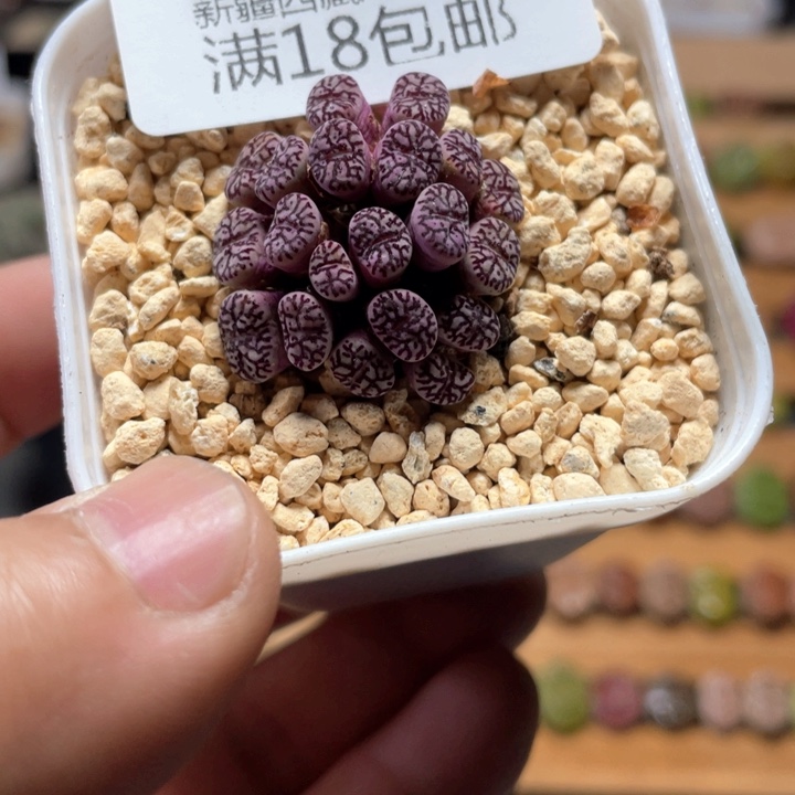 佳人园艺上福利啦太枝墨405