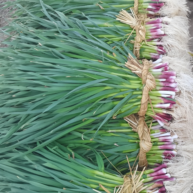 云南农家自种红蒜苗炒菜做汤火锅提香神器