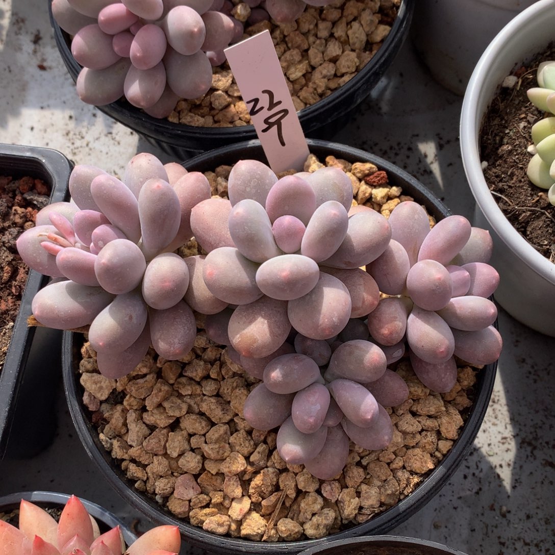 七彩美人72727373737383@