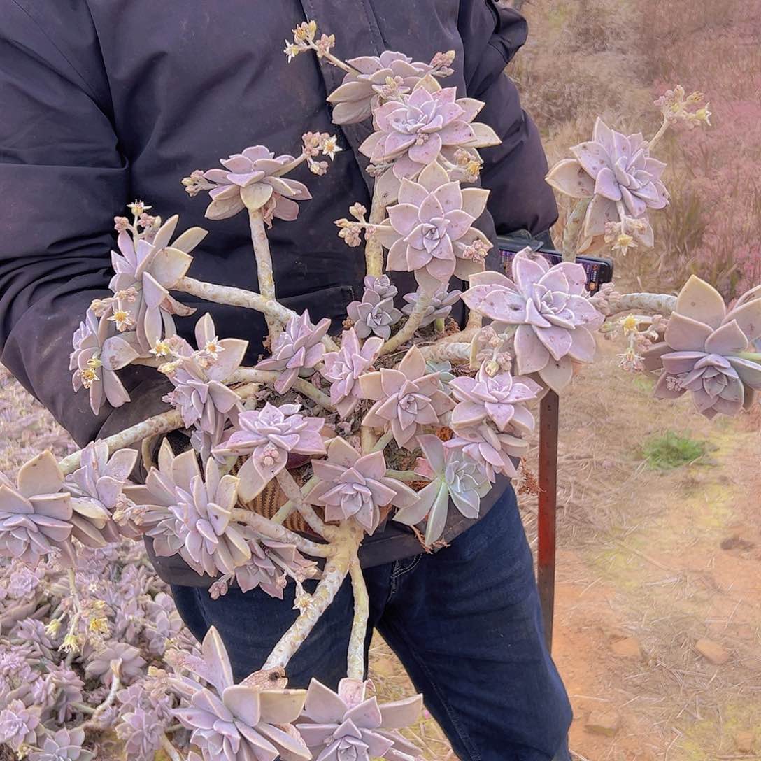 胧叶多肉轻微断枝不售后