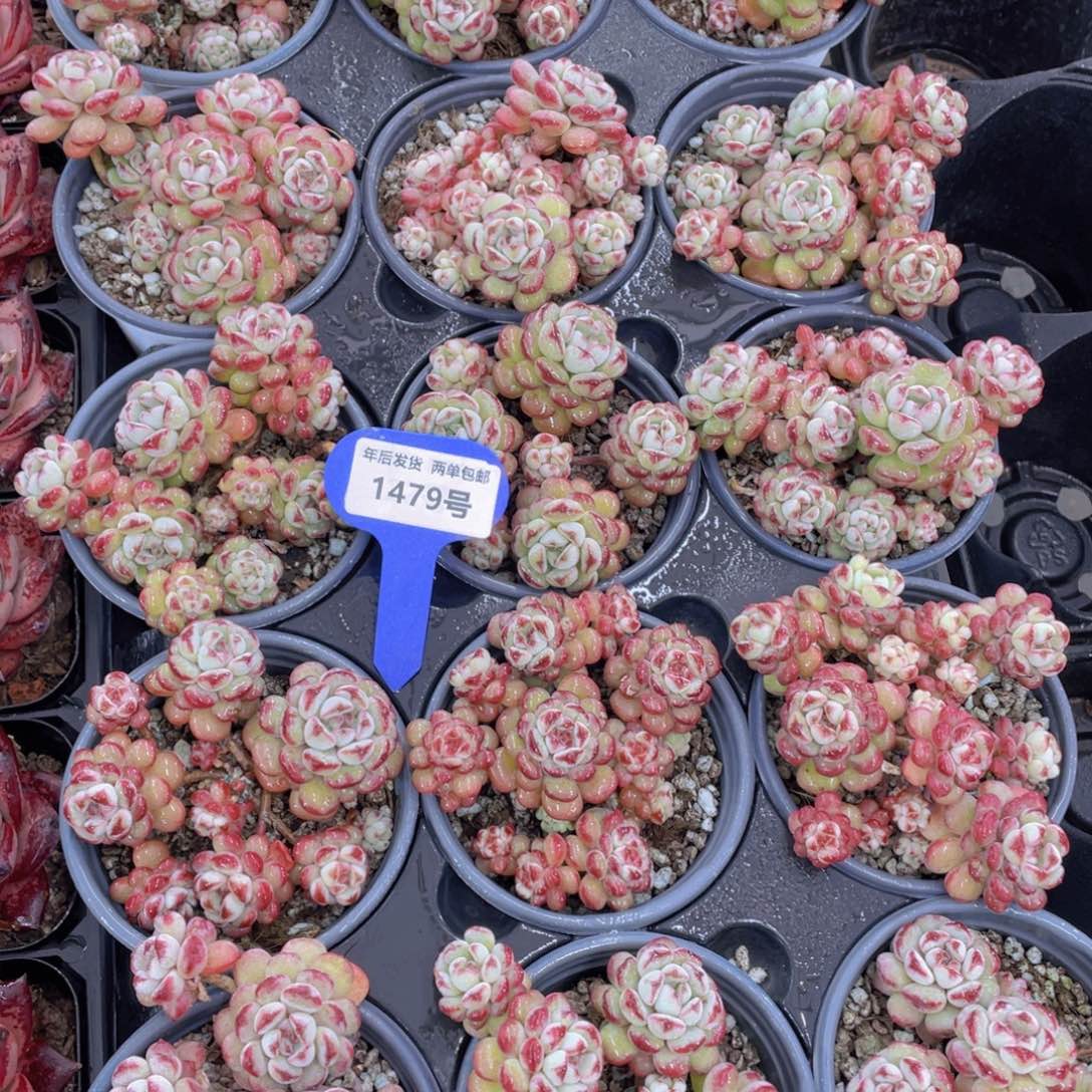 1479号萌豆大群生一个