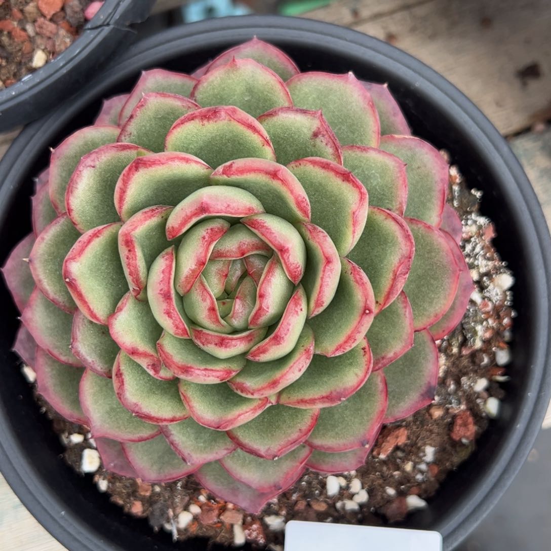 刚****坑4338肉肉肉肉肉肉