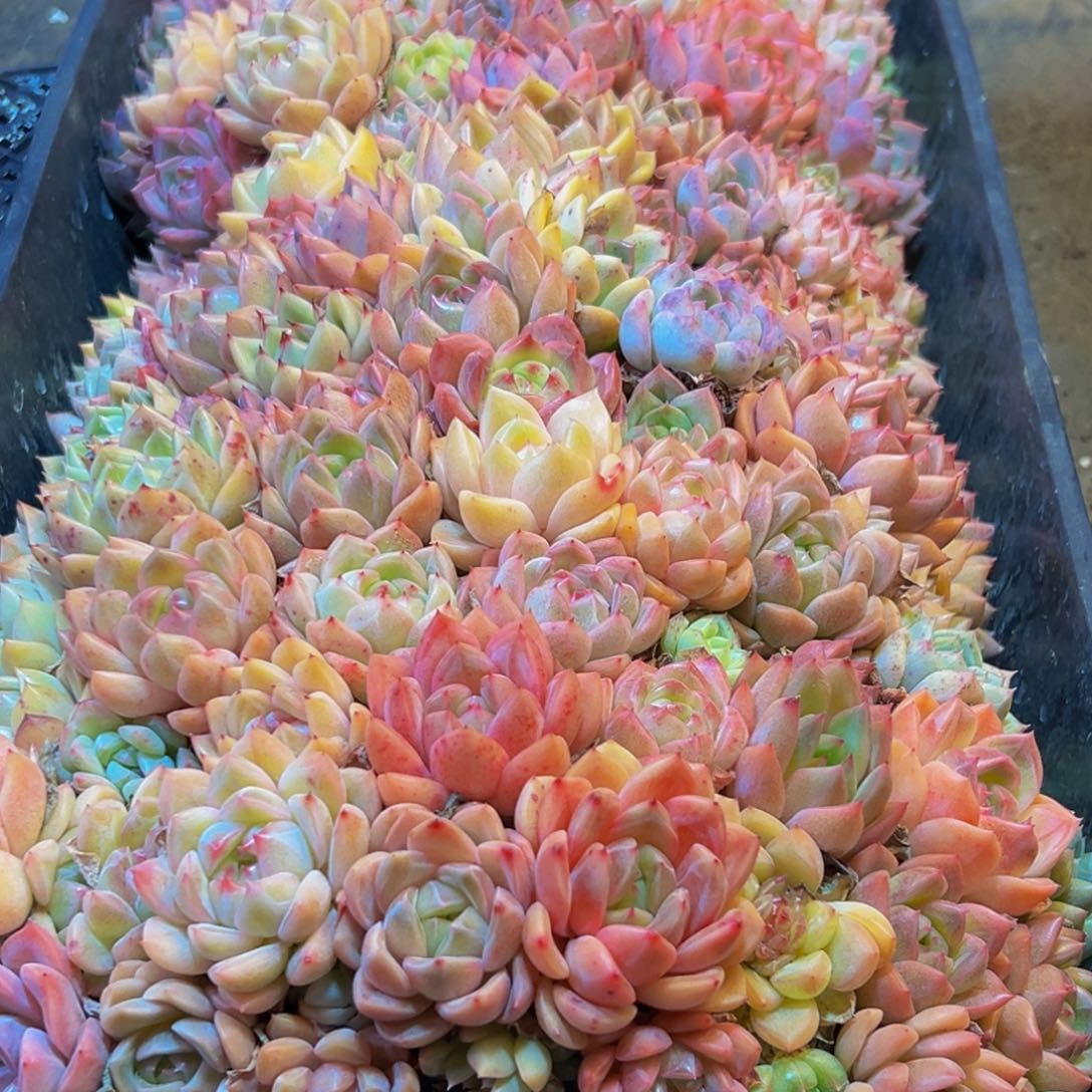 661多肉葡萄的味道是真的很